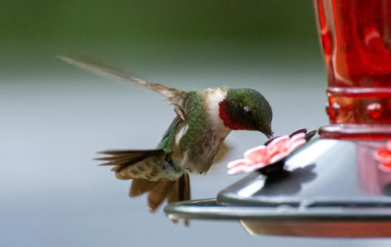 How to Make Hummingbird Feeder Nectar