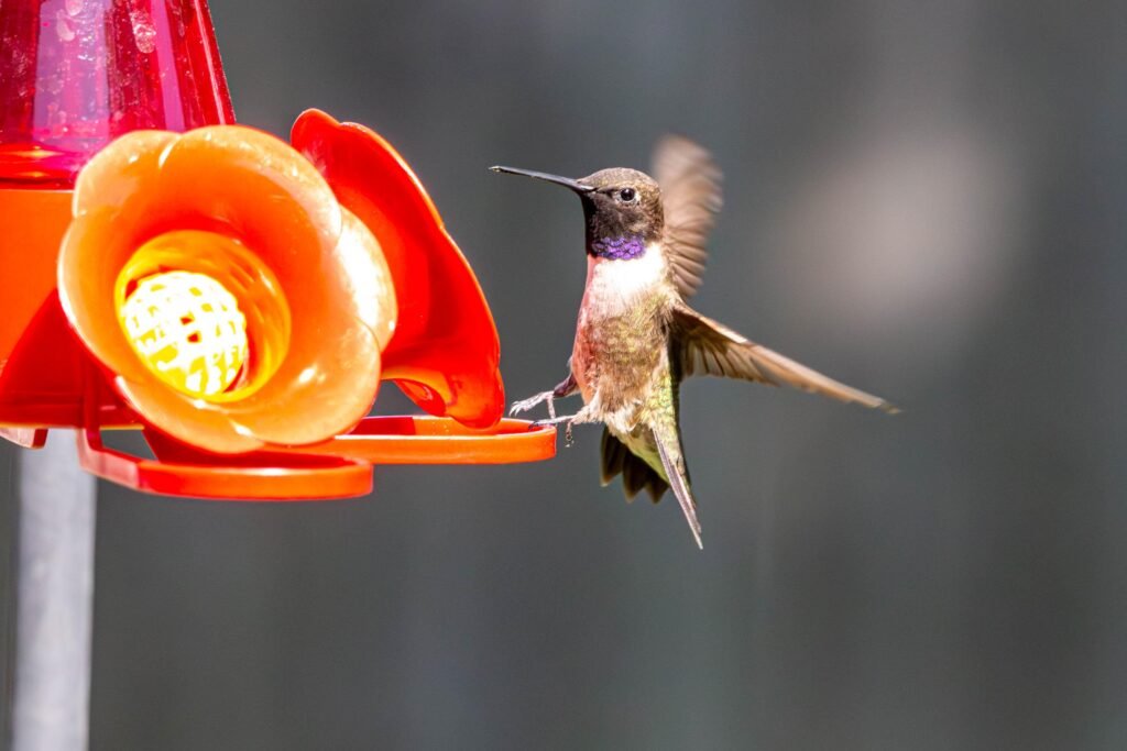 hummingbird  behavior