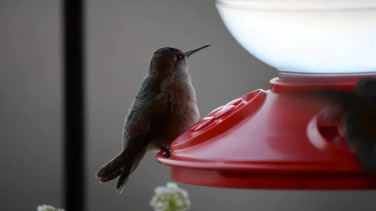 what do pregnant hummingbirds look like