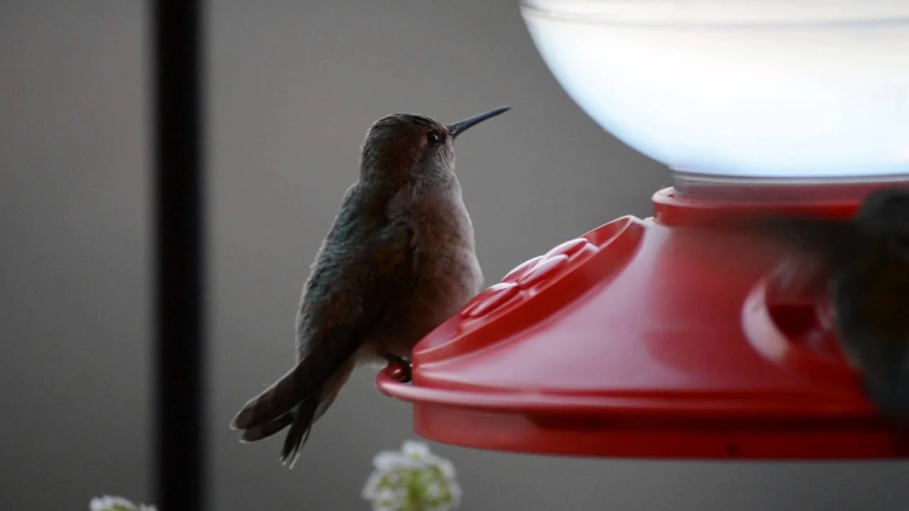 what do pregnant hummingbirds look like