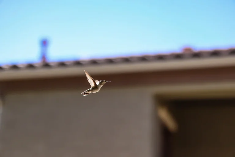 what does a pregnant hummingbird look like