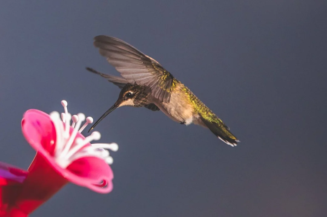 what to give hummingbirds to drink