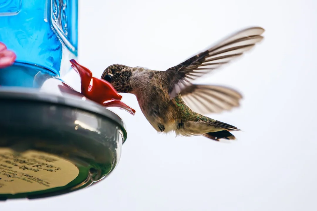 what to put in my hummingbird feeder