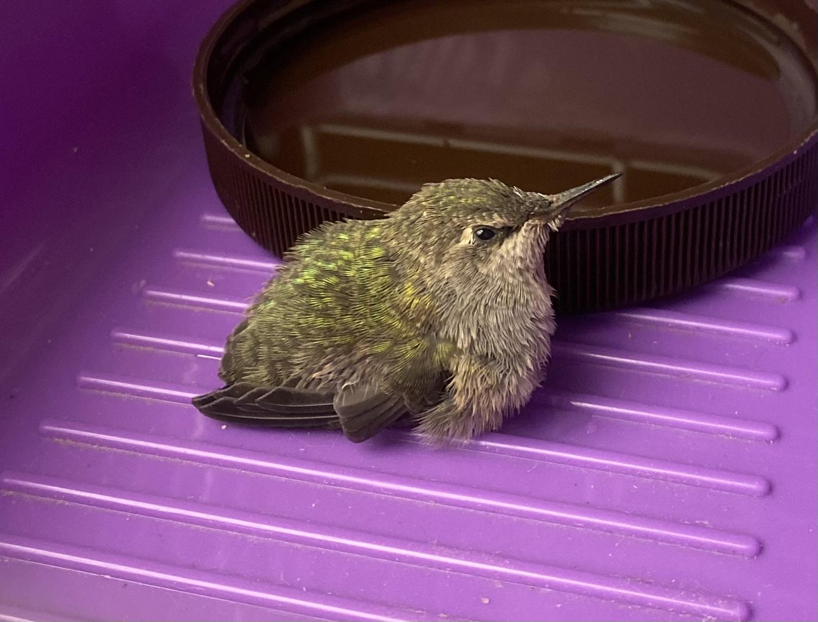 Best Thing To Feed Hummingbirds