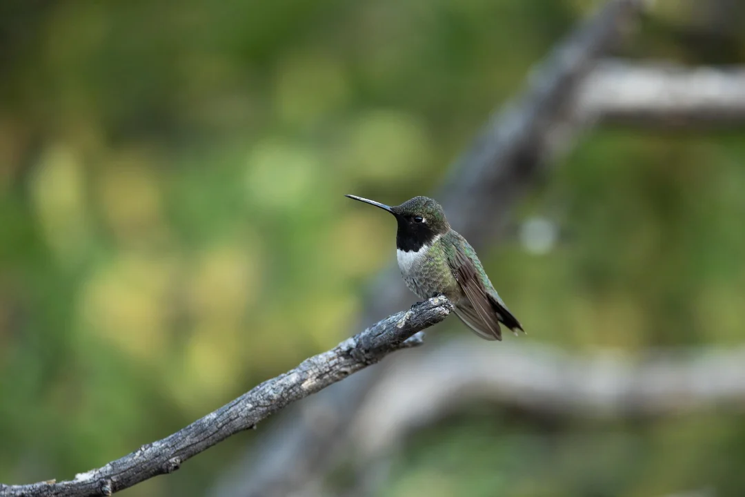 Colored Pictures Of Hummingbirds