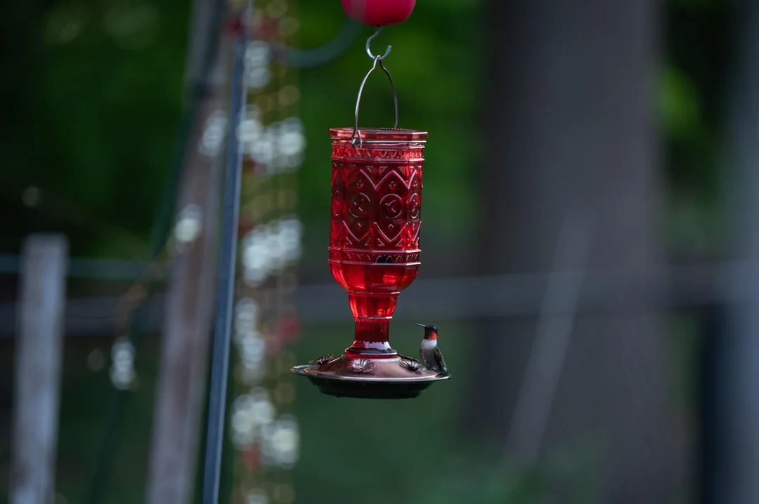 Formula For Hummingbird Feeders