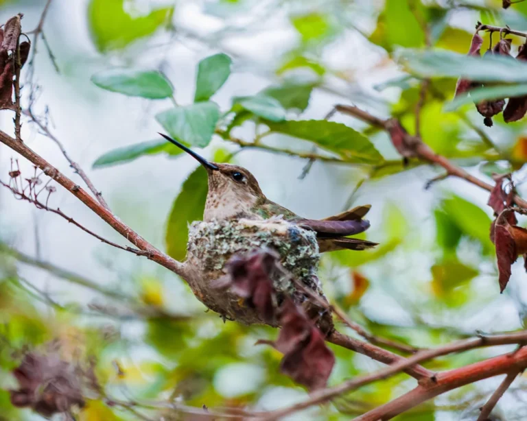 Green And Pink Hummingbird