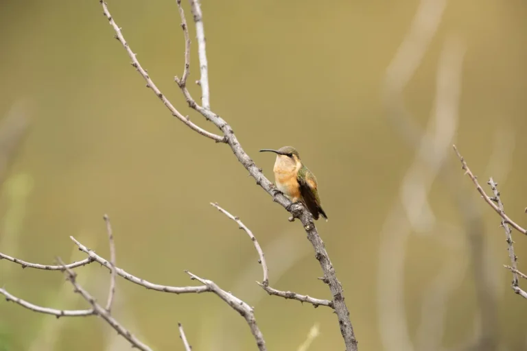 How Much Sugar Do You Put In Hummingbird Water