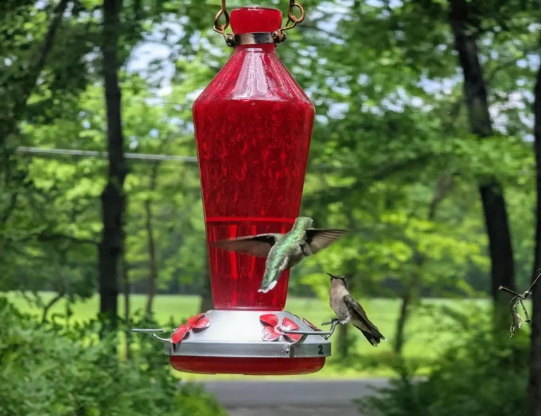 How To Make Hummingbird Nectar For Feeder