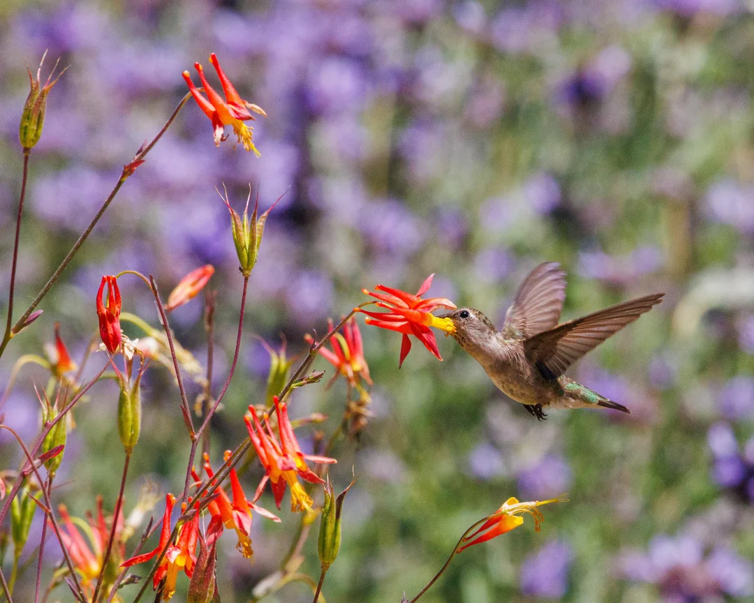 Humming Bird Nector Recipe
