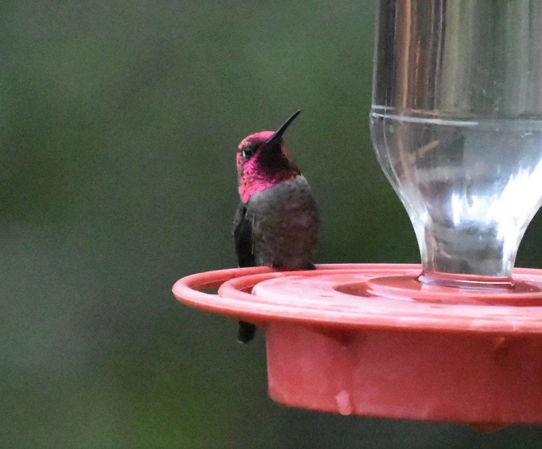 Humming Bird Sugar Water Ratio