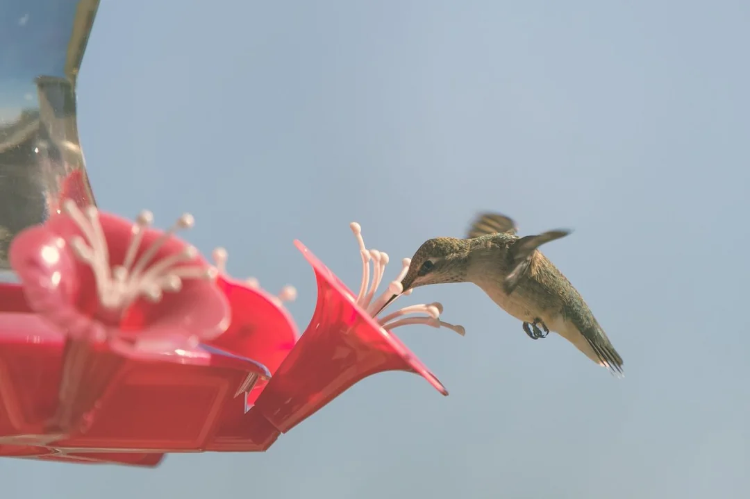 hummingbird formula sugar water