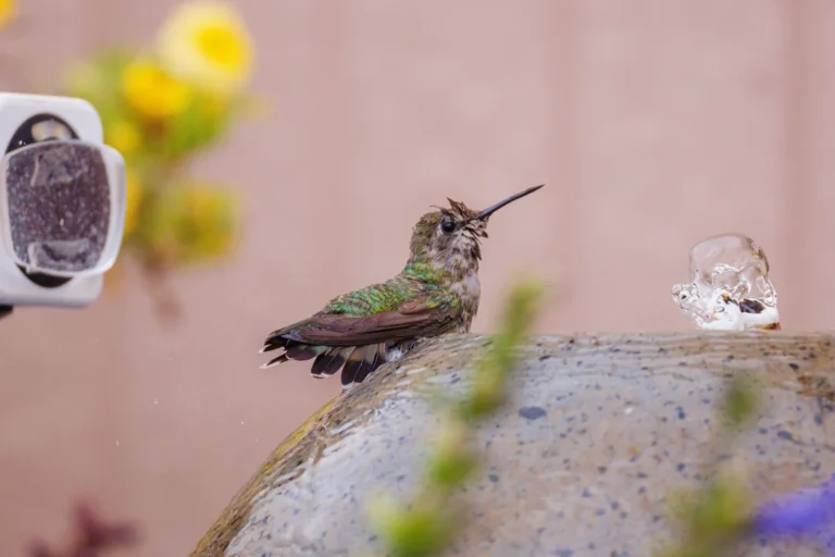 Hummingbird Mixture Sugar And Water