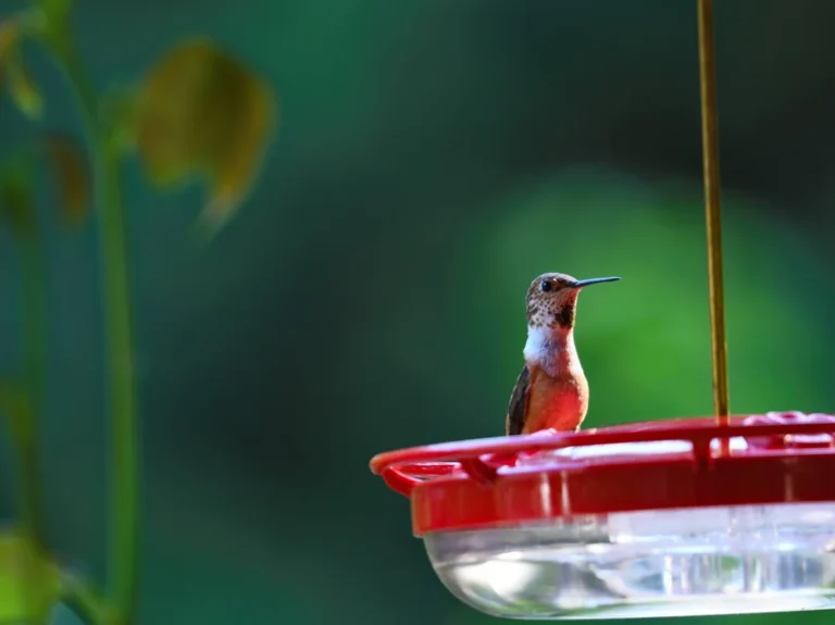 hummingbird sugar to water