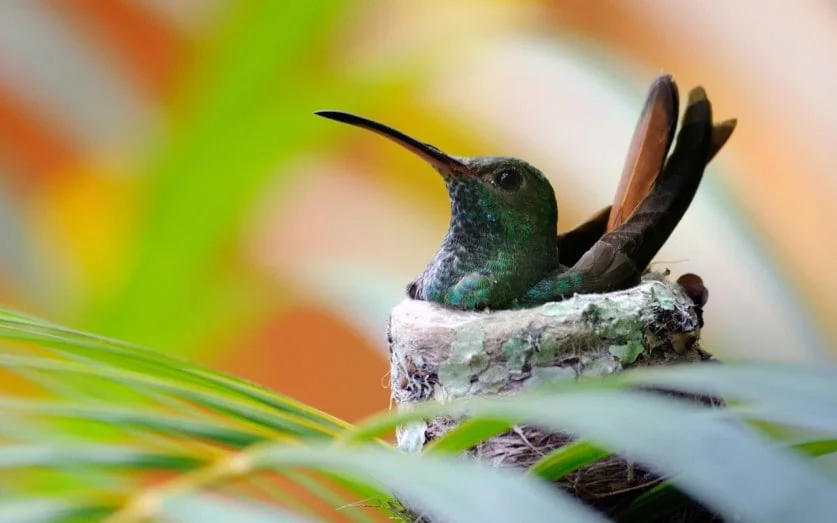 Hummingbird Watcher tips