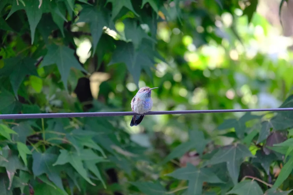 Hummingbirds Daily Routines