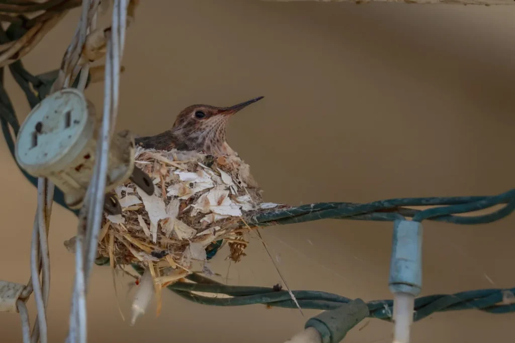 Hummingbirds  energy