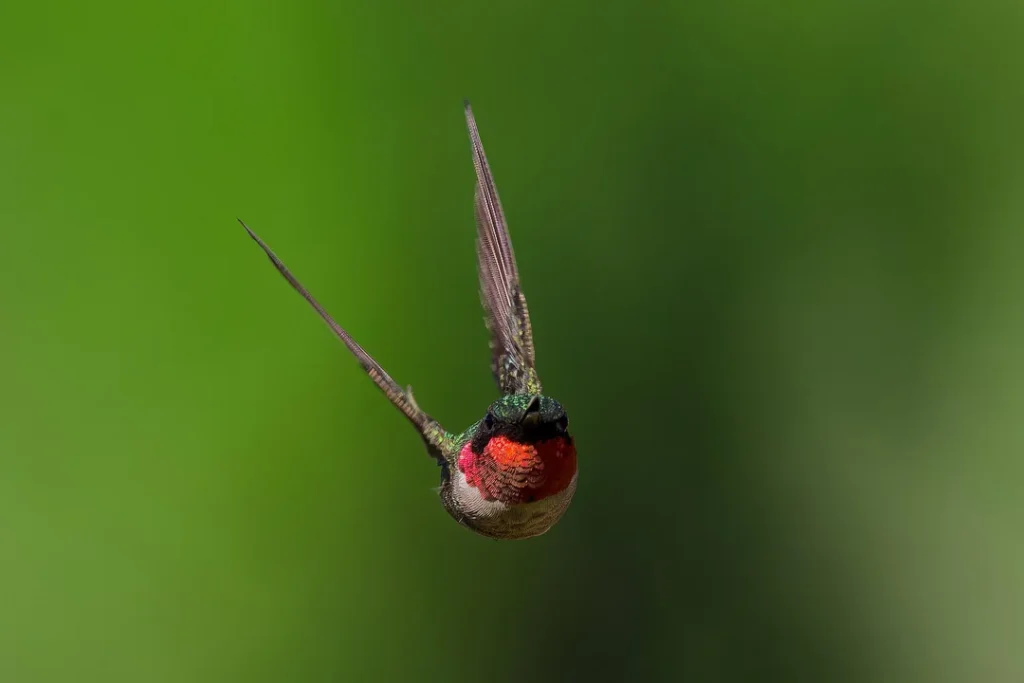 Hummingbirds need quick energy