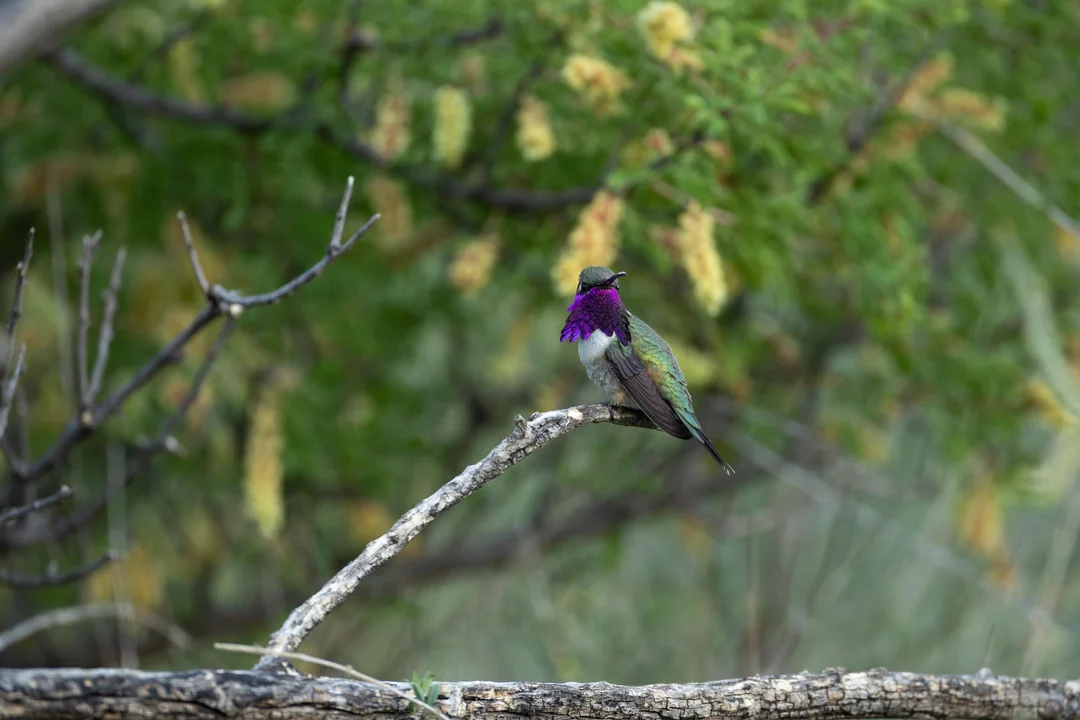Make Food For Hummingbirds