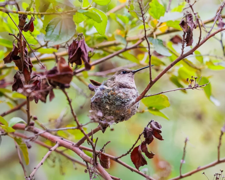 Making Homemade Hummingbird Food