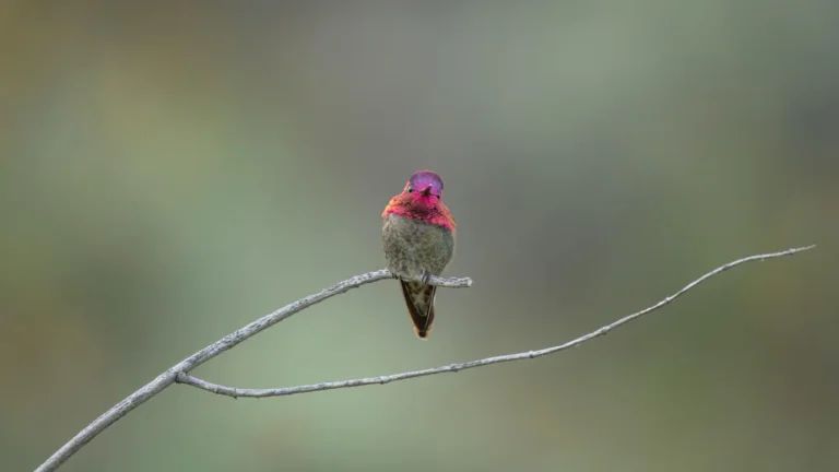 Making Hummingbird Sugar Water | Easy Nectar Recipe