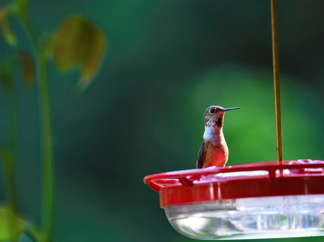 Male Female Hummingbirds Pictures