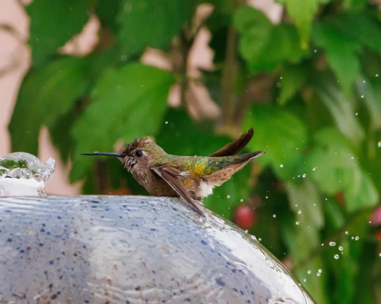 Praying Mantis Attacking Hummingbird