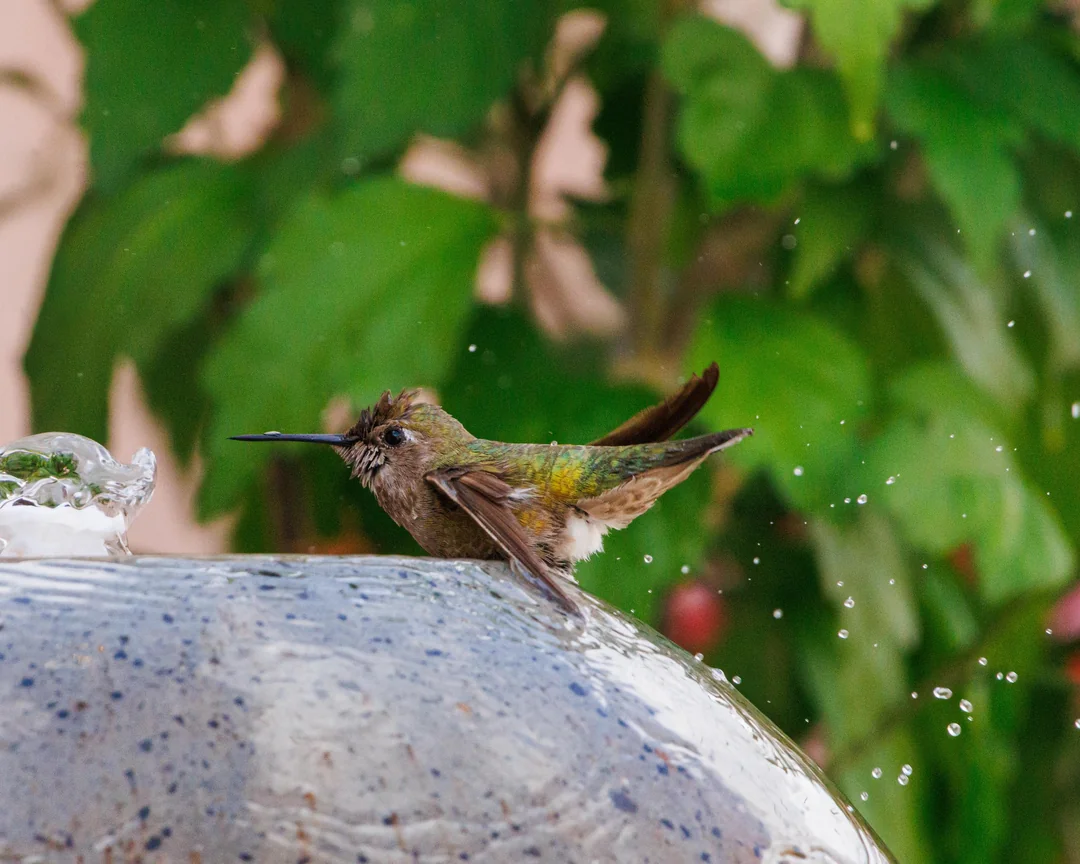 Praying Mantis Attacking Hummingbird