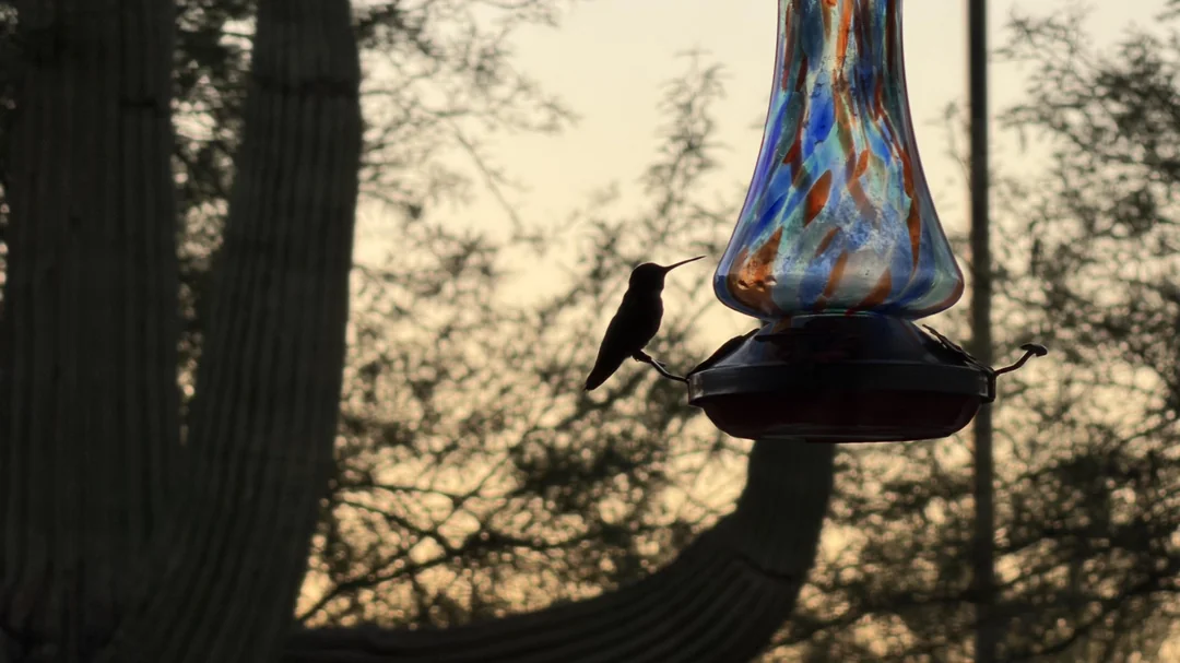 Sugar Mixture For Hummingbirds