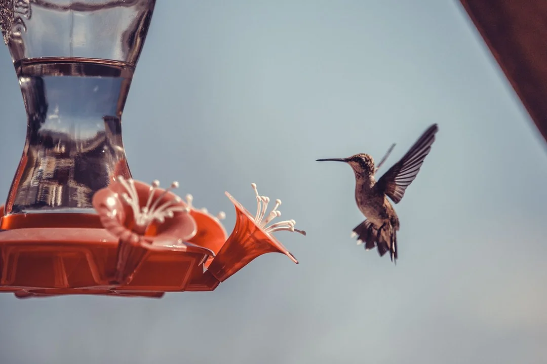 Sugar Water For Hummingbird Feeder Recipe