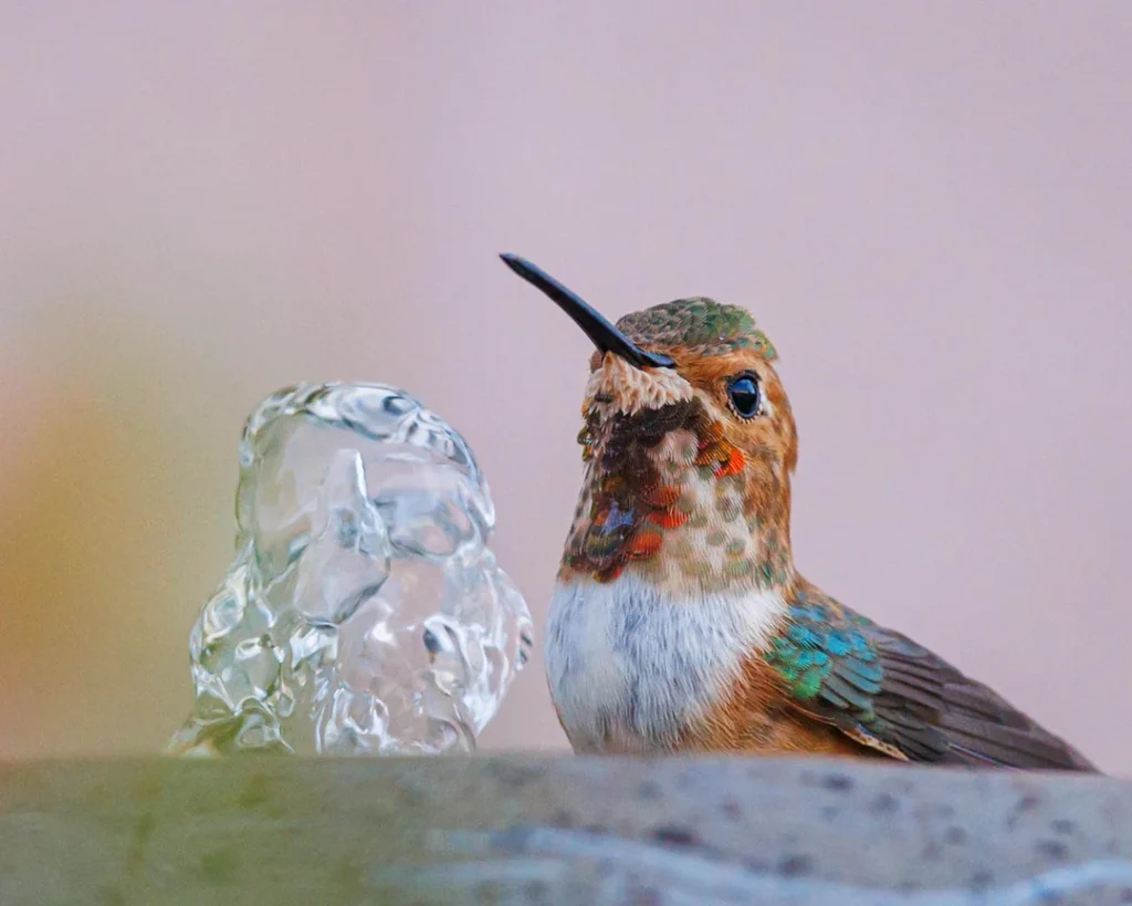 Tips for  Hummingbird Watcher
