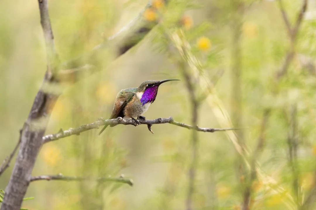 Water Sugar Mixture For Hummingbirds |