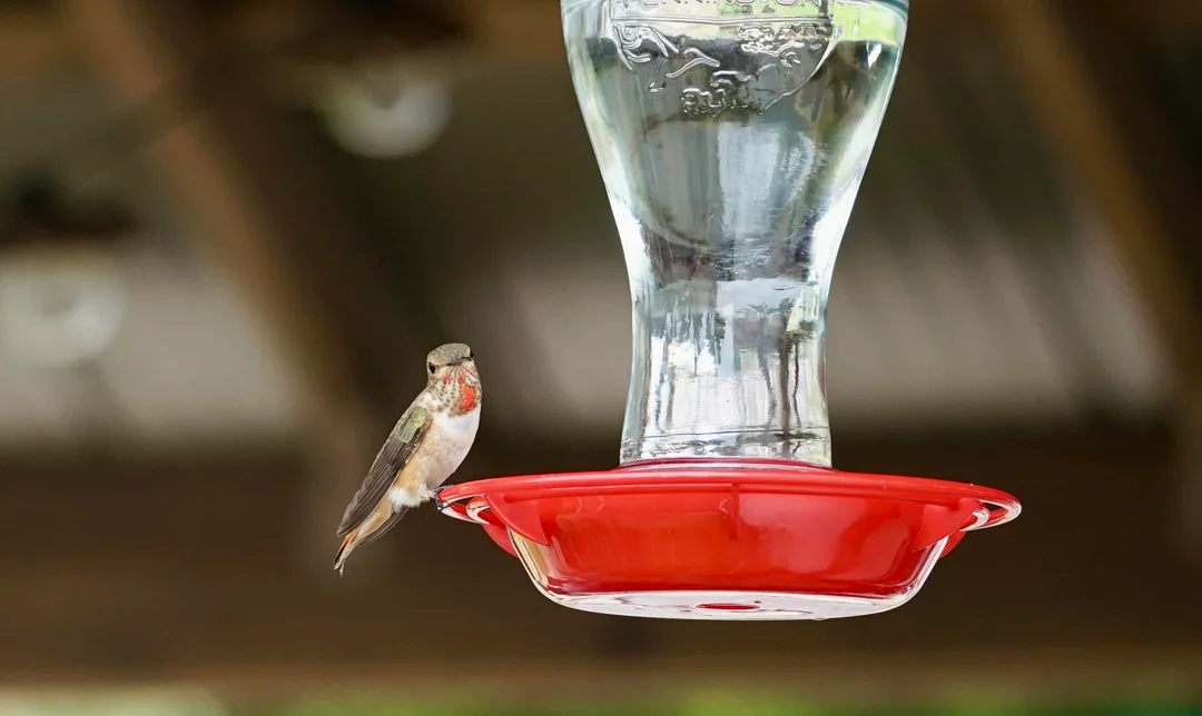 What Do I Put In Hummingbird Feeder