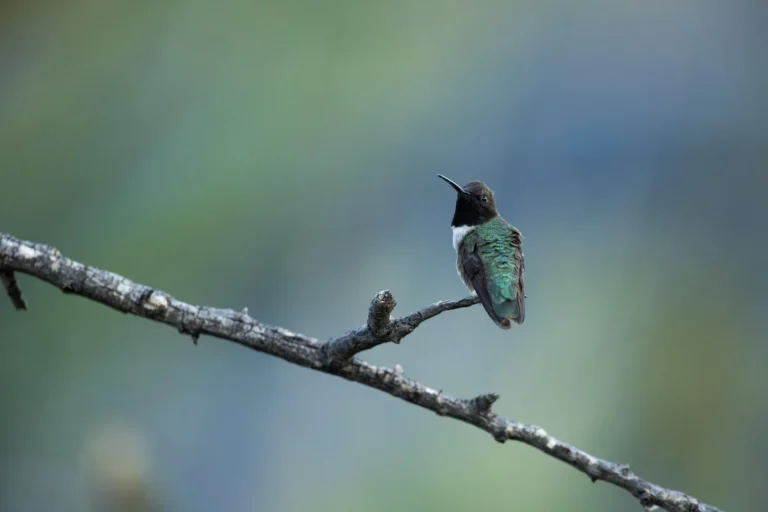 What Is The Formula For Hummingbird Food