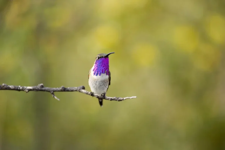 What Is The Mixture For Hummingbirds