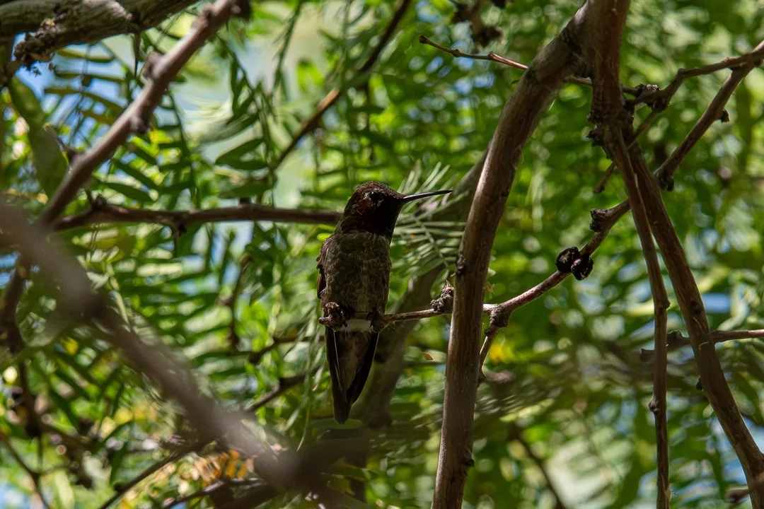 What Is The Recipe For Hummingbird Nectar