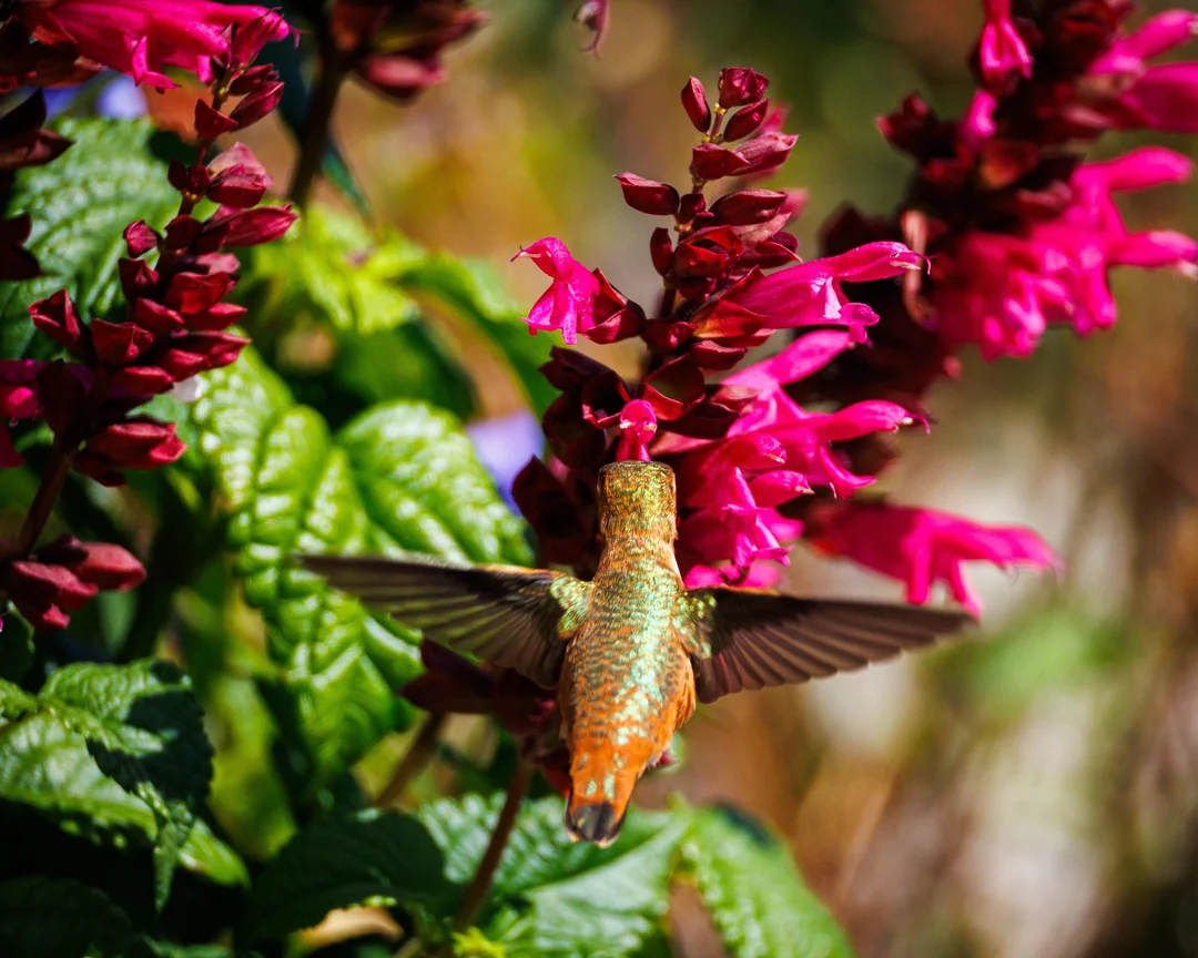 mixture for a hummingbird feeder
