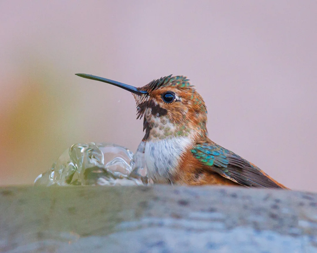 can hummingbirds recognize people
