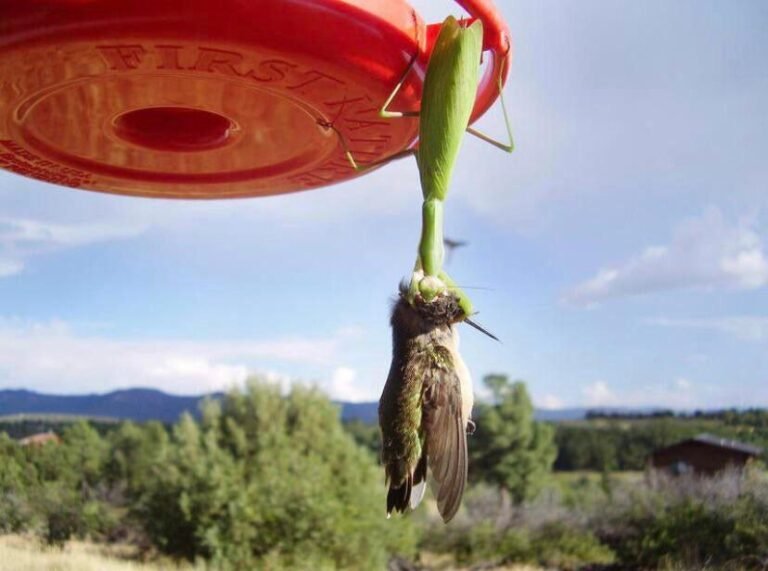 can praying mantis eat hummingbirds