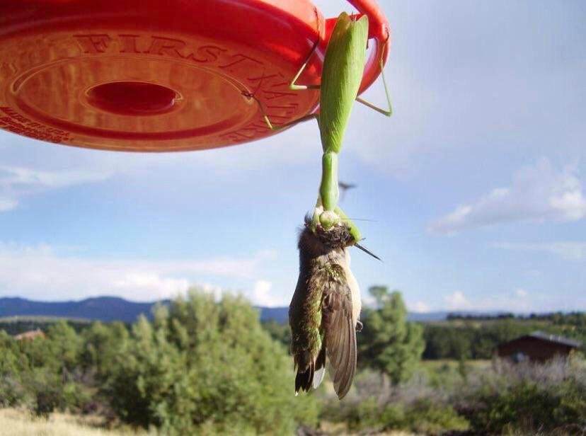 can praying mantis eat hummingbirds