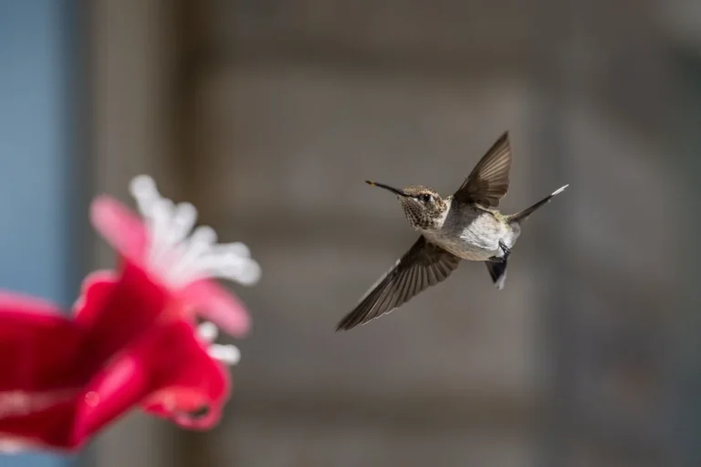 how to make hummingbird food from scratch