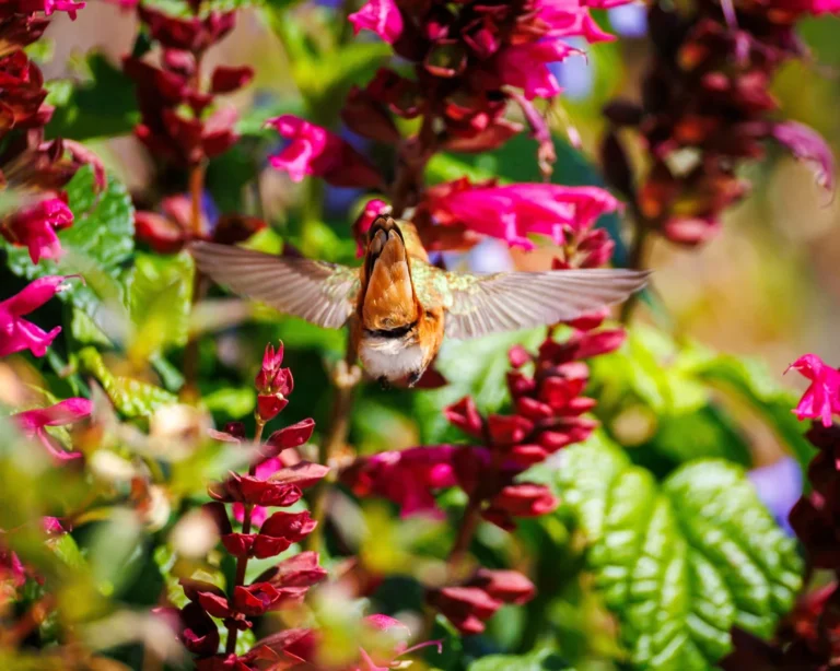 how to make sugar water for hummingbird feeders