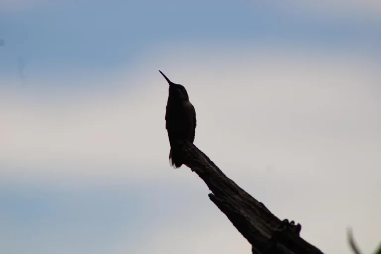 how to mix hummingbird nectar