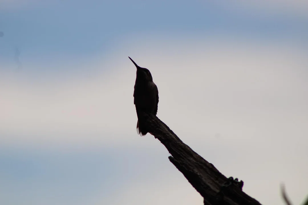 how to mix hummingbird nectar