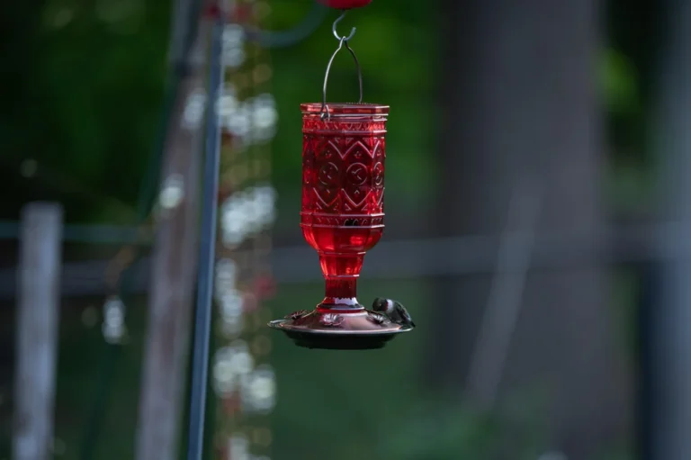 hummingbird nectar ratio water to sugar