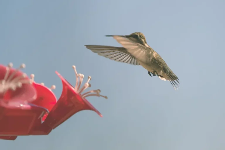 Sugar Water For Hummingbird | Easy Nectar Recipe
