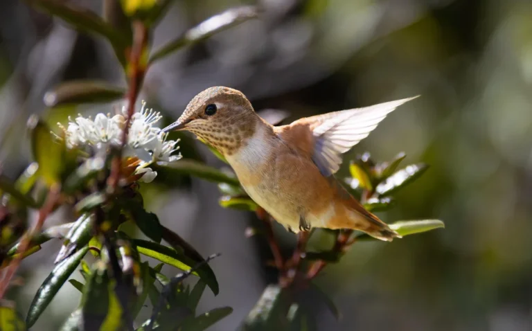 what is recipe for hummingbird food