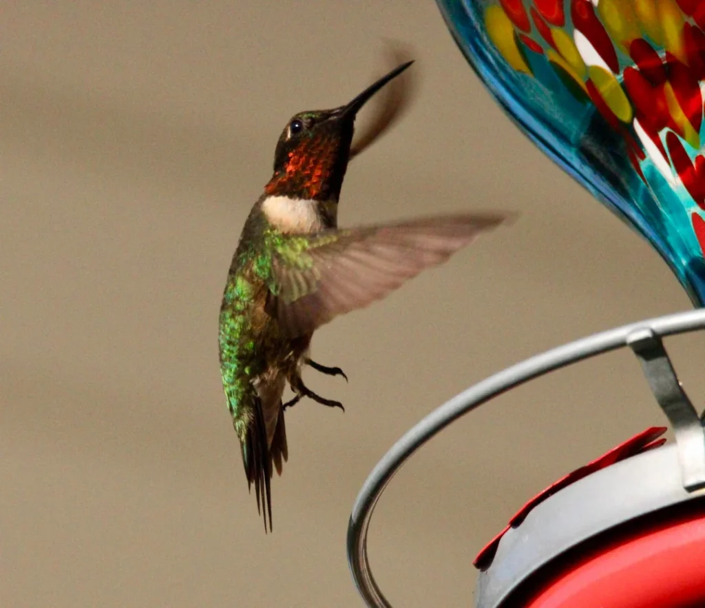Helpful tips from a hummingbird watcher