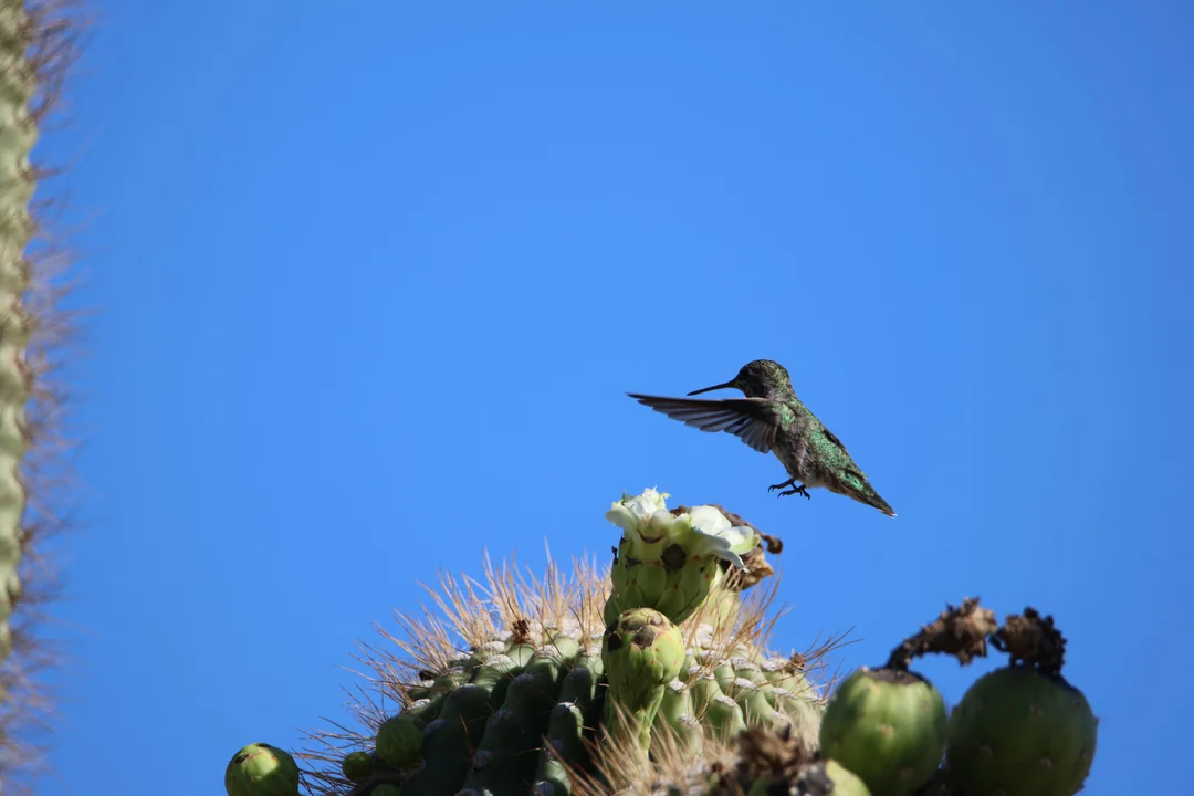 Praying Mantis Attacks Hummingbird