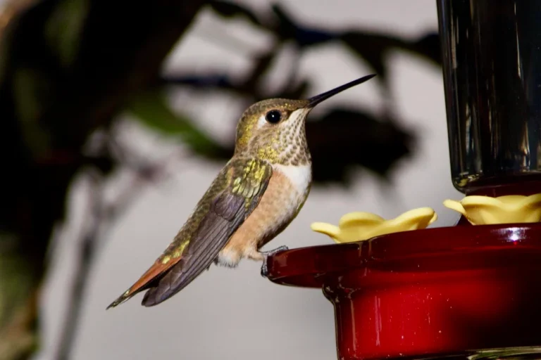 Sugar And Water Hummingbird Food